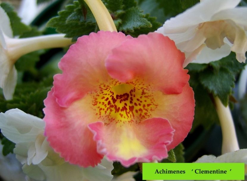 Clementine - Noutăți Achimenes 2019