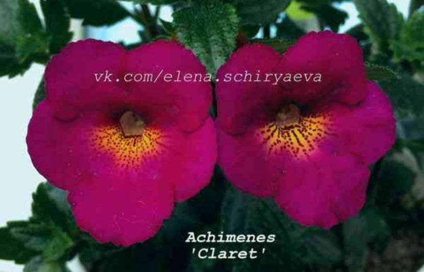 Claret - Noutăți Achimenes 2019