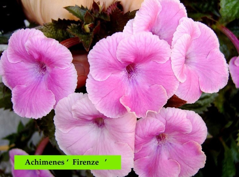Firenze - Noutăți Achimenes 2019