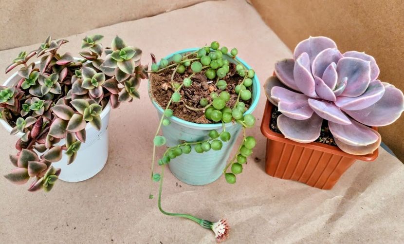 12lei buc - Plante suculente de vanzare