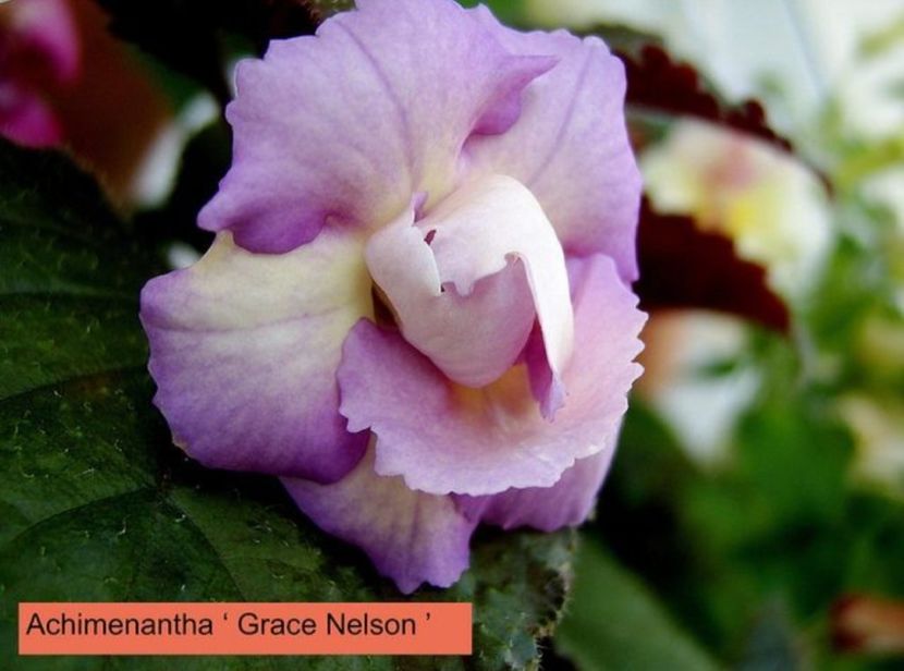 xA Grace Nelson - Noutăți Achimenes 2019