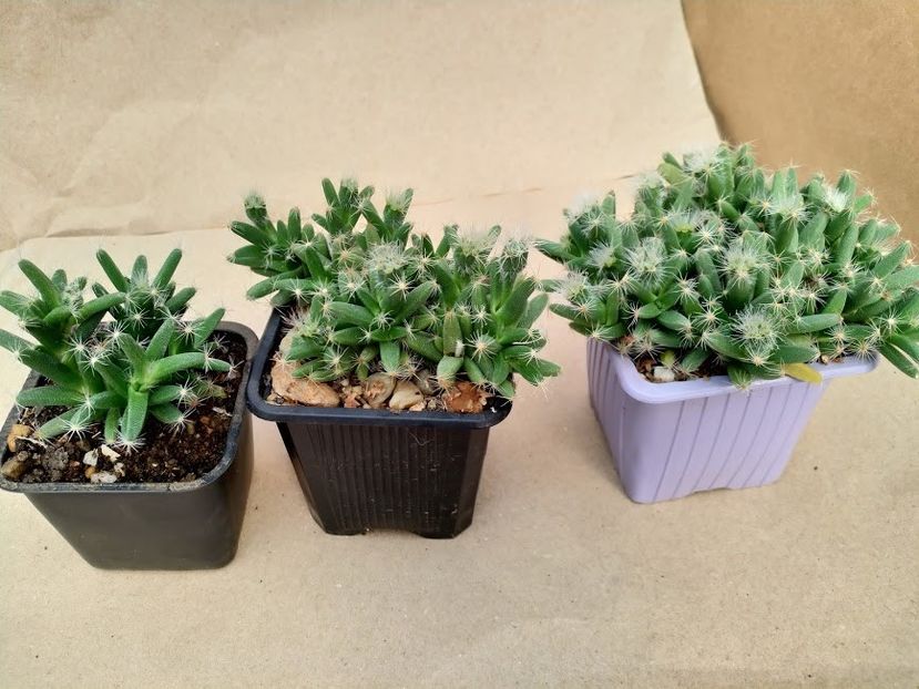 7lei, 15lei, 20lei - Plante suculente de vanzare