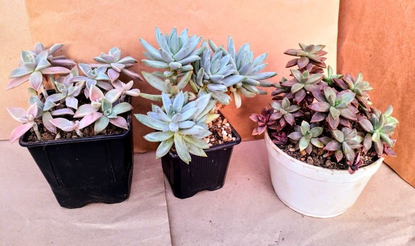 16lei buc - Plante suculente de vanzare