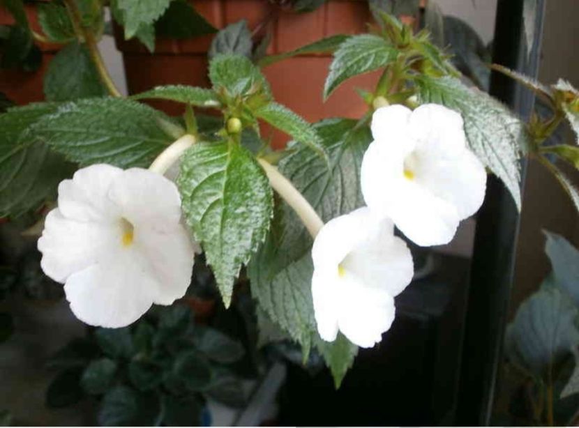 Himalayan Angel - Noutăți Achimenes 2019