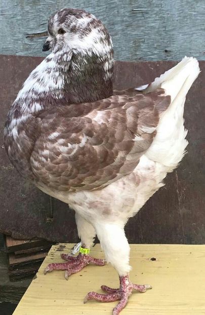 Mascul 2017 - Achizitii 2019