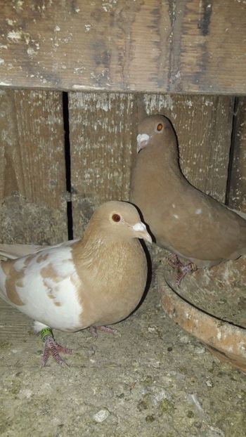 - Porumbei meulemans