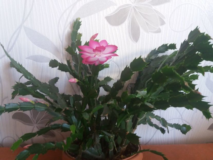  - Florile mele februarie 2019