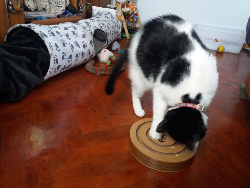  - Duracel februarie 2019