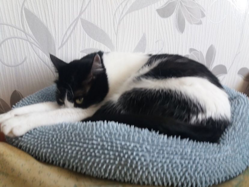  - Duracel februarie 2019