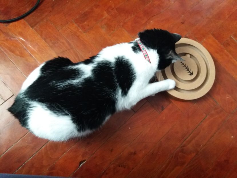  - Duracel februarie 2019