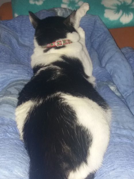  - Duracel februarie 2019