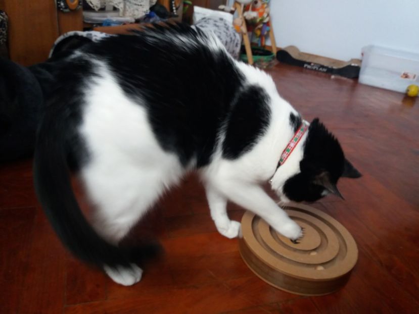  - Duracel februarie 2019