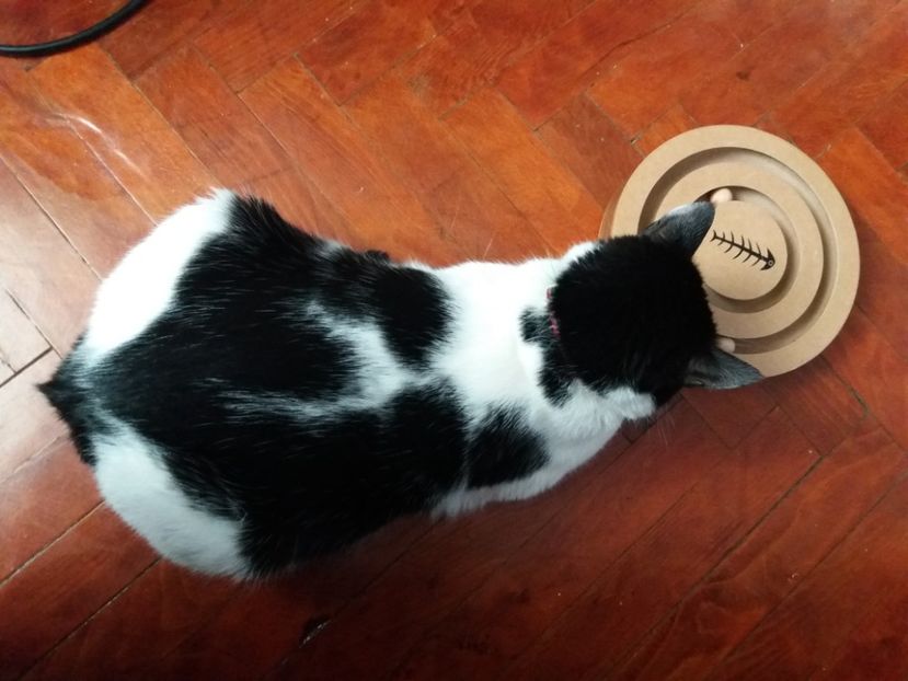  - Duracel februarie 2019