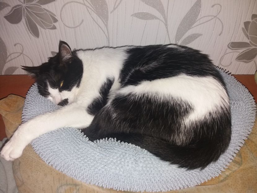  - Duracel februarie 2019