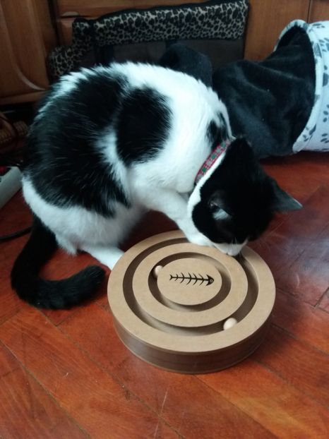  - Duracel februarie 2019