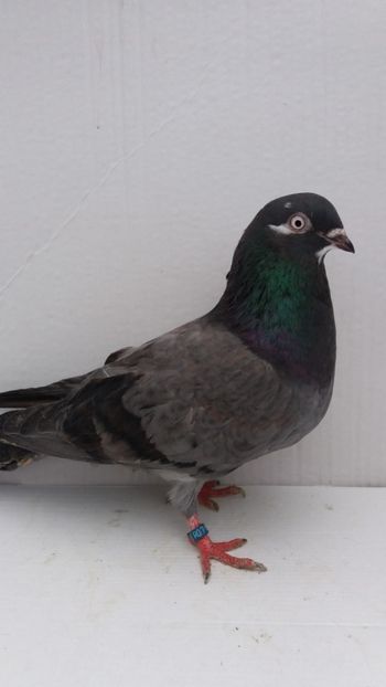 F 2018 - Por galateni jucatori