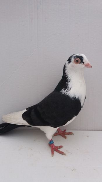 M 2018 - Por galateni jucatori