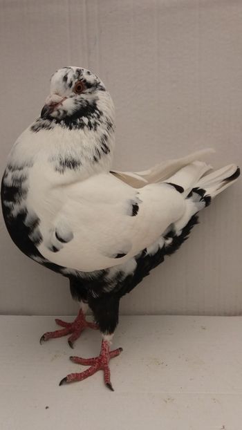 F 2018 vanduta - De vanzare kingi