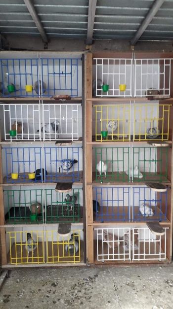 received_621473128307548 - voliera