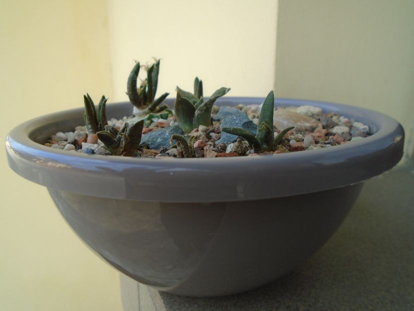 Grup de 7 Ariocarpus - Cactusi 2018 final de an