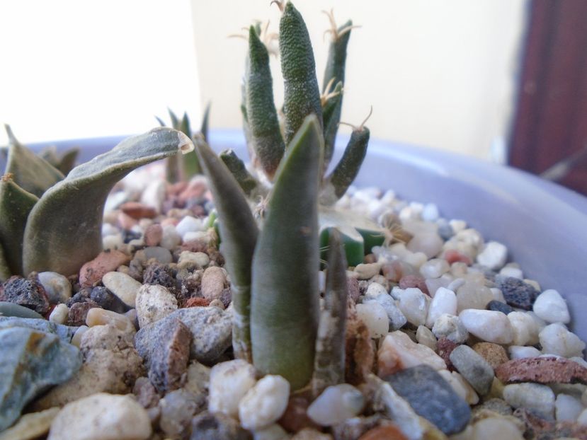 Ariocarpus retusus v. minimus - Cactusi 2018 final de an