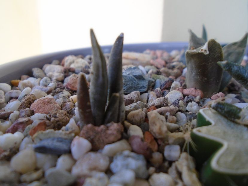 Ariocarpus retusus v. minimus - Cactusi 2018 final de an