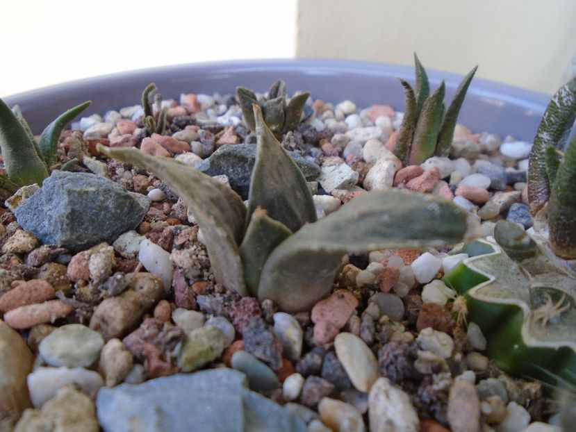 Ariocarpus trigonus Olmo - Cactusi 2018 final de an