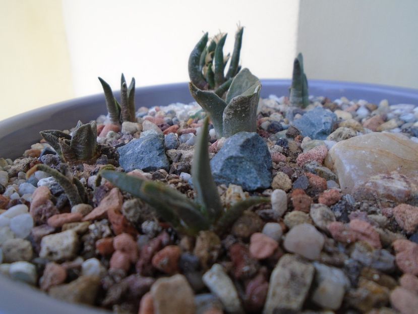 Ariocarpus trigonus Horaceki - Cactusi 2018 final de an