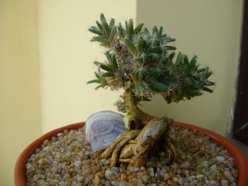 Trichodiadema densum - Caudiciforme si bulbi 2019