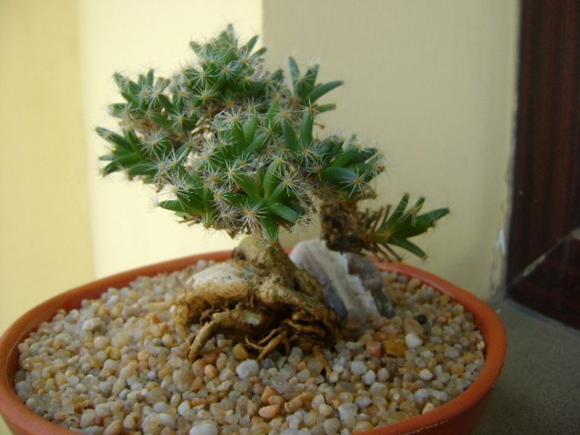 Trichodiadema densum - Caudiciforme si bulbi 2019