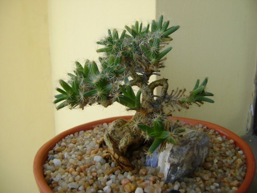 Trichodiadema densum - Caudiciforme si bulbi 2019
