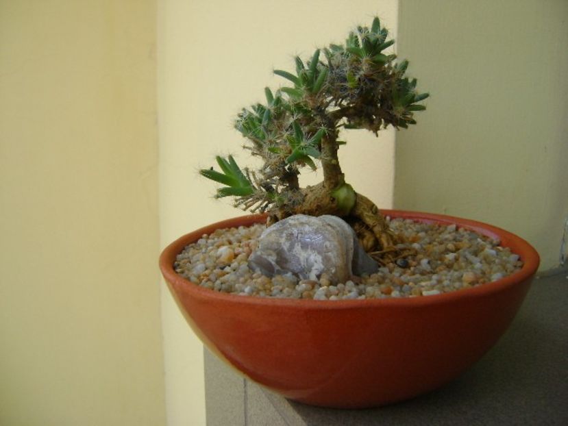 Trichodiadema densum - Suculente 2019