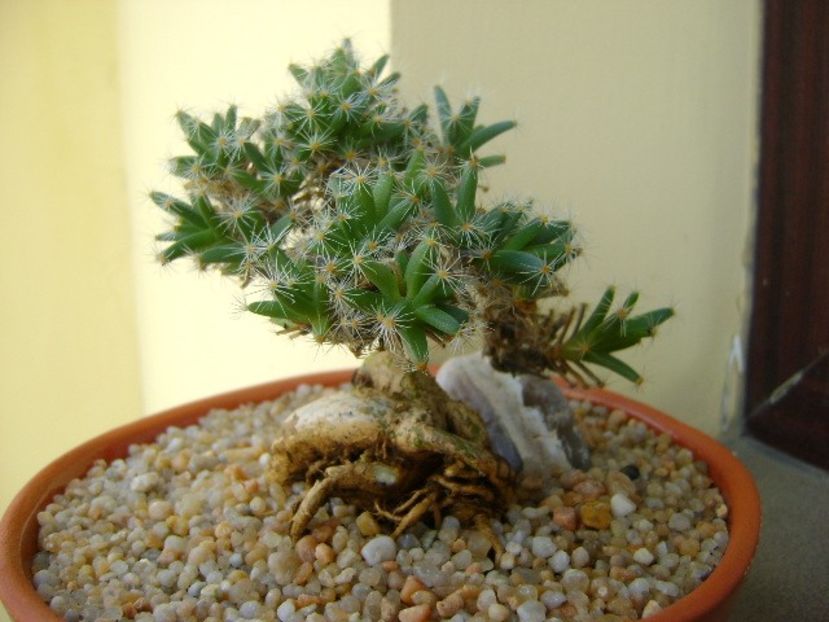 Trichodiadema densum - Suculente 2019