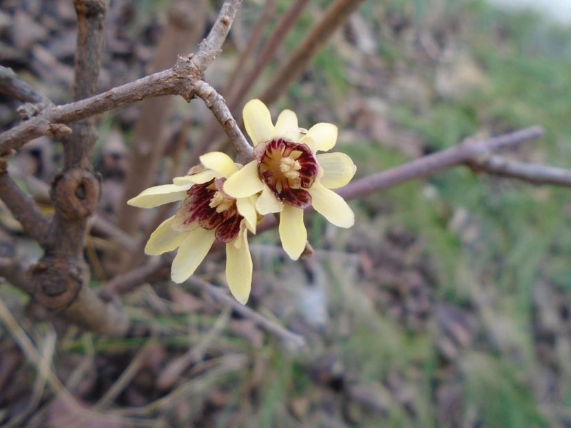Arbustul zanei (Chimonanthus praecox) - v Iarna 2019-2020