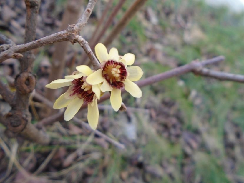 Arbustul zanei (Chimonanthus praecox) - v Iarna 2019-2020