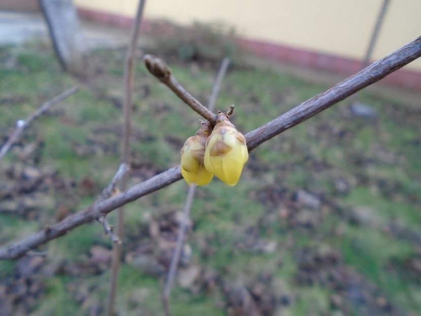 Arbustul zanei (Chimonanthus praecox) - v Iarna 2019-2020