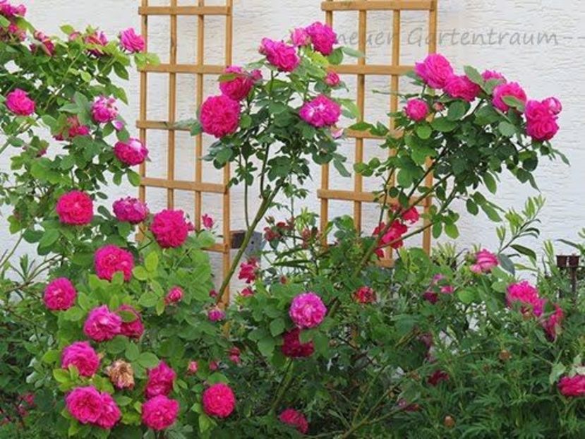 Gartentraum 1 - GARTENTRAUME