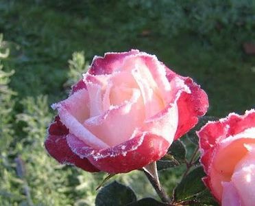 Gartentraum - GARTENTRAUME