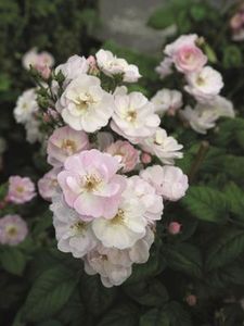 PERENNIAL BLUSH - PERENNIAL BLUSH