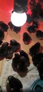  - 0-2019 - De prin curte