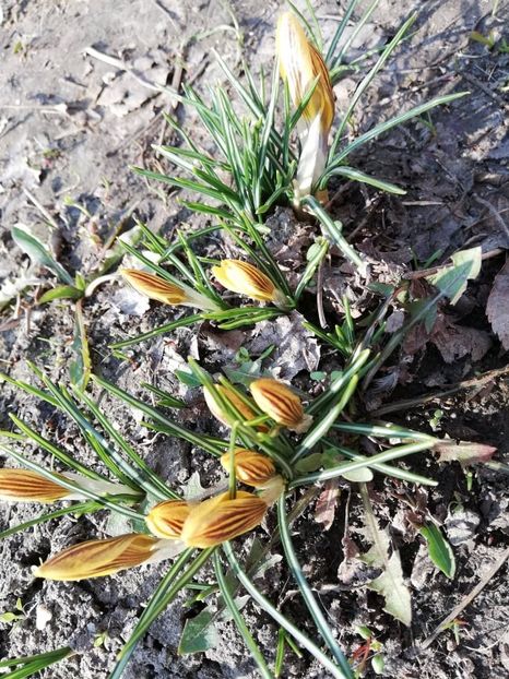  - 0-2019 - De prin curte