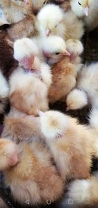  - 0-2019 - De prin curte