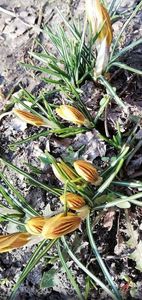  - 0-2019 - De prin curte