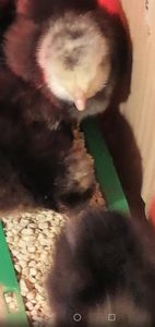  - 0-2019 - De prin curte