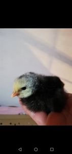  - 0-2019 - De prin curte