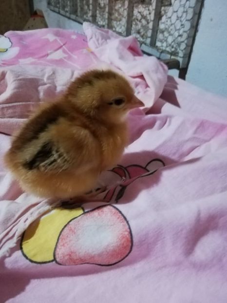  - 0-2019 - De prin curte