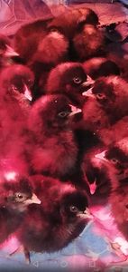  - 0-2019 - De prin curte