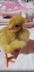  - 0-2019 - De prin curte