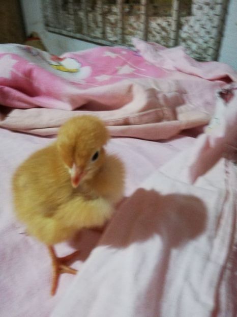  - 0-2019 - De prin curte