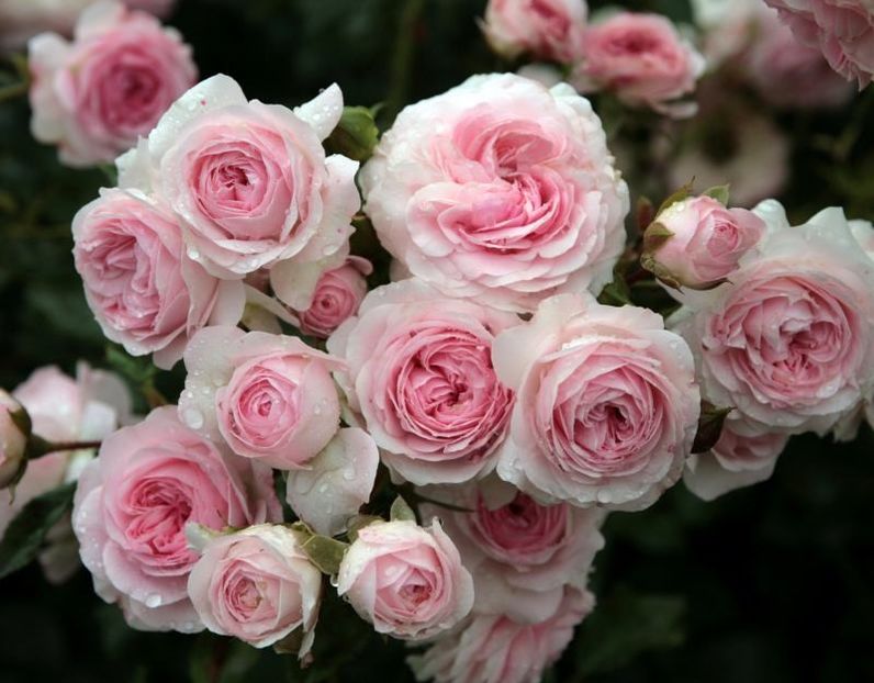 larissa - LARISSA ADR